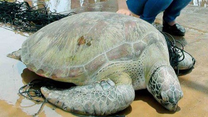 Rùa biển quý hiếm nặng 62 kg.