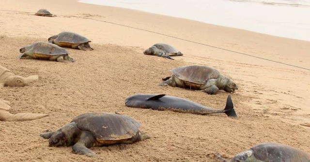 Xác rùa biển Olive Ridley và cá heo nằm trên bãi biển Puri tại bang Odisha, miền đông Ấn Độ.