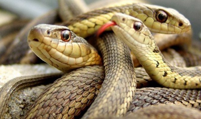 70 con rắn được phát hiện trong nhà người đàn ông cao tuổi. Ảnh minh họa.