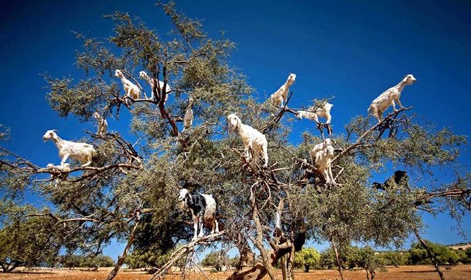 Las cabras corrían para trepar a un gran árbol. (Fuente: Agencia de Noticias Caters).