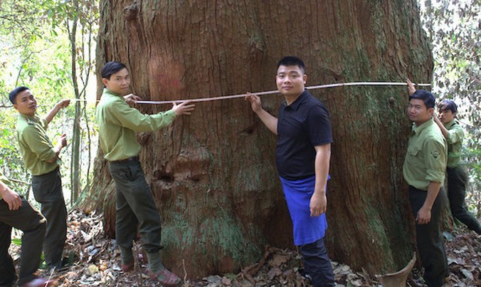 Một cây sa mu dầu được công nhận là cây di sản vào tháng 11/2016 ở huyện Quế Phong, Nghệ An.