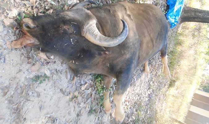 Bò tót đực chết, nặng khoảng 800kg.