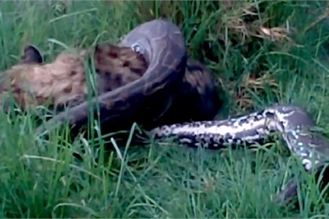 68 kg hyena swallowed by giant python