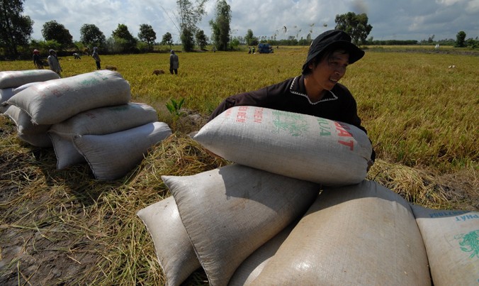 Giá lúa gạo đang tăng cao, nông dân có lợi, nhưng nhiều doanh nghiệp đã ký hợp đồng giá thấp trước đó sẽ gặp khó khăn. Ảnh: Phương Chăm.