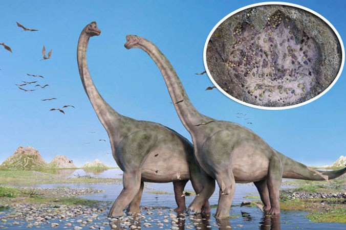 Các nhà khoa học đã tìm thấy 50 dấu chân rất lớn của loài sauropod và theropods.
