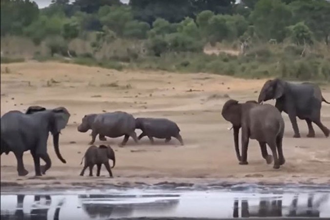 Bầy voi rừng cùng nhau tấn công 2 con hà mã.