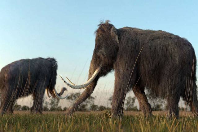 Các nhà khoa học đang lên kế hoạch “hồi sinh” loài voi ma mút lông xoăn.
