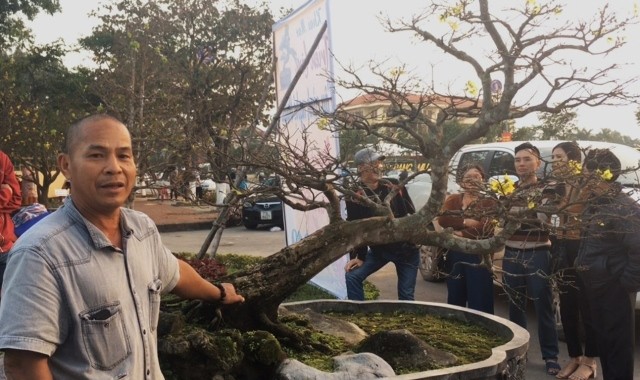 Cây Hoàng Mai thế “Bạt phong hồi đầu” được chủ ra giá 5 tỷ. Ảnh: TA.