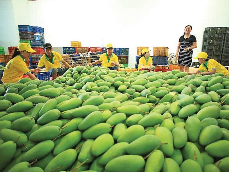 Cục Xuất Nhập khẩu (Bộ Công Thương) cho hay, Việt Nam hiện là thị trường cung cấp trái xoài, ổi và măng cụt lớn thứ 4 cho Nga