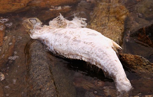 Cá chết hàng loạt dọc biển miền Trung do sự cố môi trường biển. Ảnh: Đức Hùng