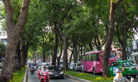 TPHCM di dời 14 cây xanh trên đường Tôn Đức Thắng để xây metro