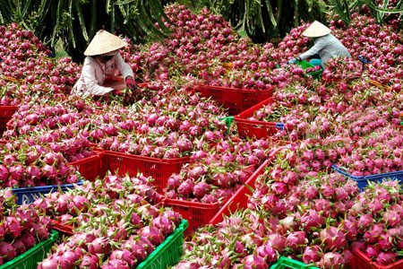 Xử phạt nhiều thương lái Trung Quốc thua mua thanh long trái phép