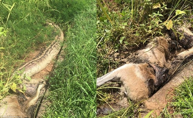 Kinh hãi cảnh trăn dài 6m chết nghẹn vì nuốt chửng chuột túi