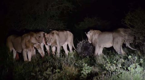 7 con sư tử đói bất lực trước một con nhím khôn ngoan.