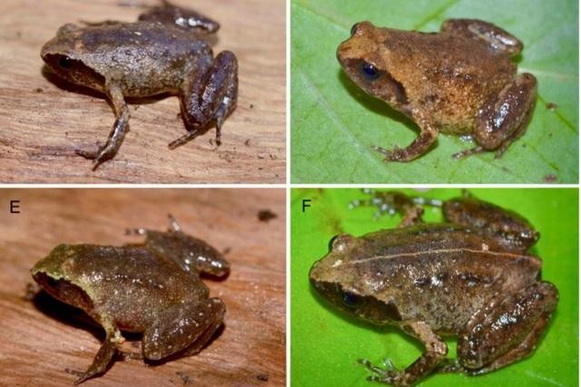 Loài ếch tí hon được phát hiện ở vườn Quốc gia Vũ Quang. Ảnh: DT