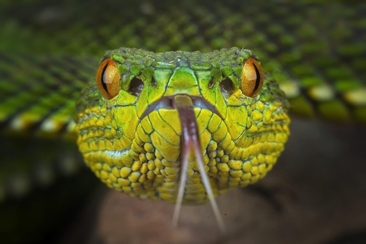 Rắn đẹp: Yêu thích sự tự do và uyển chuyển của loài rắn? Đừng bỏ lỡ những hình ảnh rực rỡ về rắn đẹp với mảng sắc tím hoặc xanh lá lung linh. Chúng sẽ thu hút mắt bạn và đem lại cho bạn những trải nghiệm thú vị.