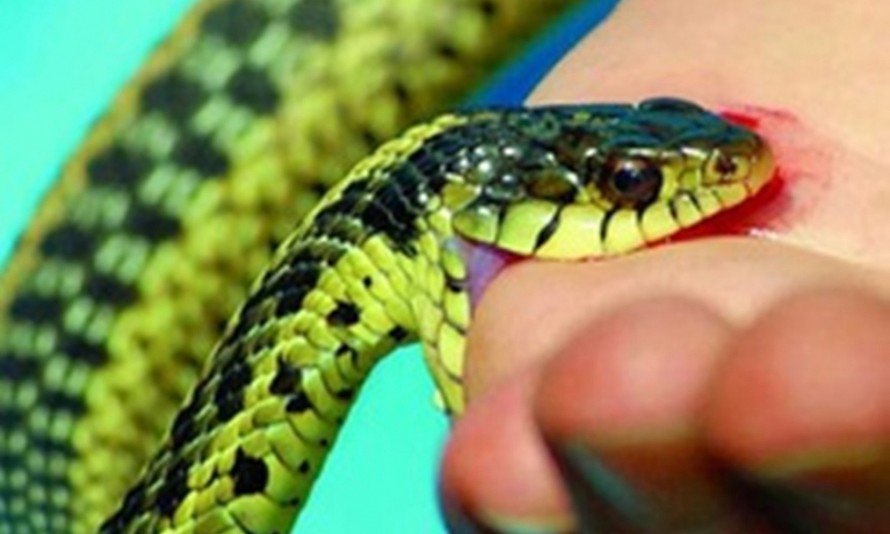 Nọc độc rắn cạp nia là một điều khá đáng sợ và đầy thách thức cho những người thích khám phá. Hãy xem hình ảnh liên quan đến loài rắn này để cảm nhận sự đặc trưng và độc đáo của chúng.