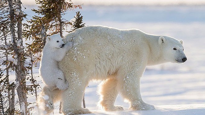 Từng đợt lông trắng của gấu bắc cực luôn khiến con người phải trầm trồ vì vẻ đẹp hoang sơ và mạnh mẽ của nó. Xem bộ lông gấu bắc cực trong ảnh này, bạn sẽ cảm nhận được sự thật đích thực và đắm mình trong cảnh vật xuất sắc.