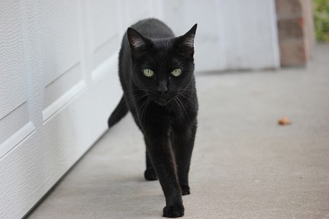 Vì sao mèo đen bị tin là phù thủy trá hình