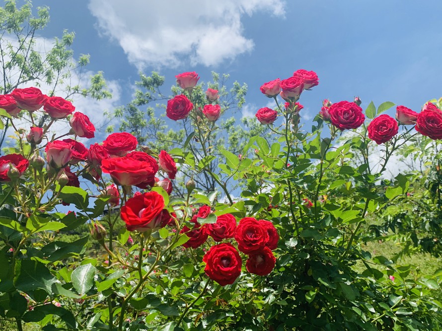 Thung lũng hoa hồng Sa Pa đẹp đến mê hồn. Với hàng trăm loài hoa hồng khác nhau nở đầy màu sắc trên nền trời xanh thì hình ảnh này thật sự là một điểm đến lý tưởng dành cho những người yêu hoa.