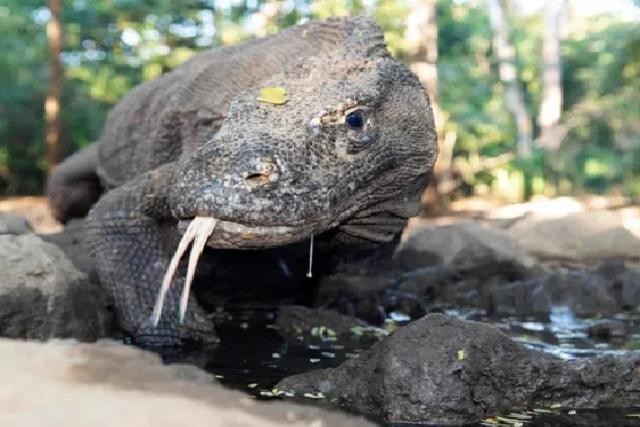 Rồng Komodo - loài thú ăn thịt khổng lồ của Indonesia, nơi có những câu chuyện kinh dị kéo dài suốt hàng thế kỷ. Hãy chiêm ngưỡng vẻ đáng sợ cũng như độc đáo của chúng thông qua một tấm hình.