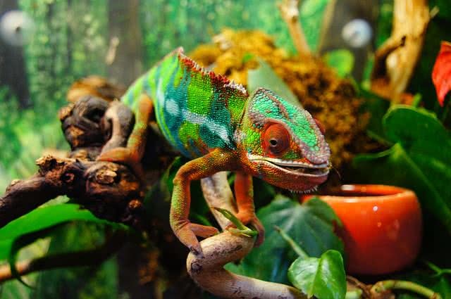 Động vật thay đổi màu sắc là một khám phá tuyệt vời về sự đa dạng và khác biệt trong thế giới động vật. Xem những hình ảnh này để tìm hiểu thêm về cách mà các loài động vật thích nghi với môi trường xung quanh và sử dụng màu sắc làm cách để sinh tồn.