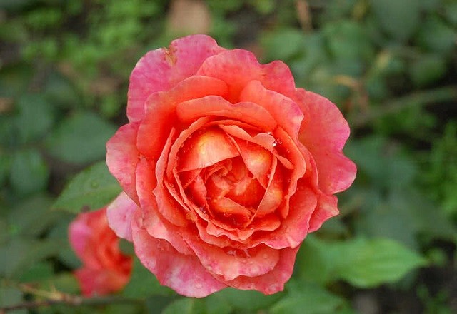 Khám phá những giống hoa hồng đẹp nhất thế giới