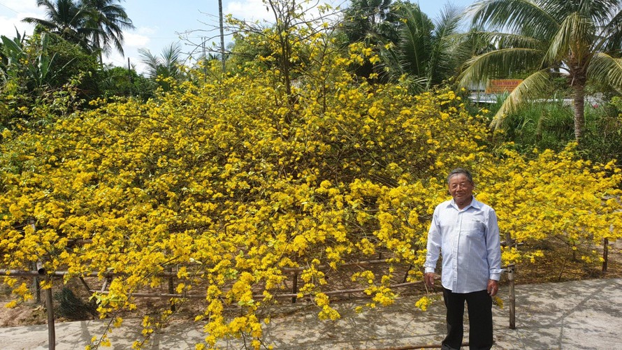 Cây mai vàng tán rộng nở rực rỡ tuyệt đẹp, được trả 4 tỉ mà chủ