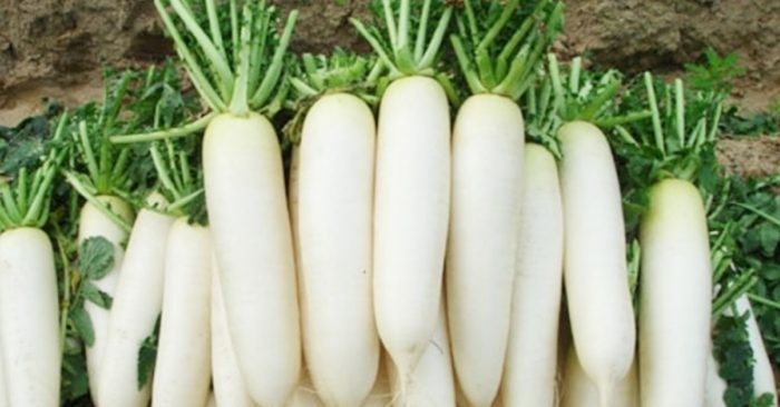 Củ cải trắng: Cực tốt và cực độc, biết mà tránh khi ăn kẻo rước ...