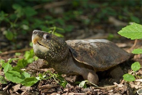 Loài rùa đầu to biết trèo cây là một trong những loài rùa độc đáo và thú vị của thế giới động vật. Hãy xem những bức ảnh đẹp về loài rùa này để khám phá những kỹ năng đáng kinh ngạc của chúng và cùng hòa mình vào thế giới tự nhiên.