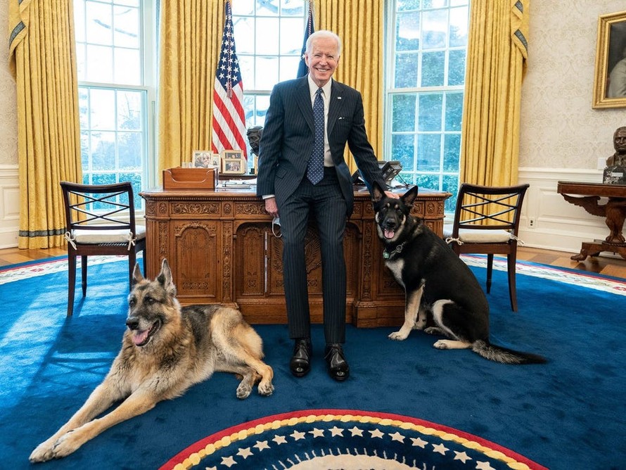 Bạn đã nghe tin về chú chó cưng Biden đáng yêu chưa? Hãy nhấp vào ảnh và theo dõi hành trình chinh phục trái tim của chú chó nổi tiếng này. Các bức ảnh cực kỳ sống động và dễ thương sẽ giúp bạn hiểu thêm về cuộc sống của một chú chó xứng đáng là thành viên trong gia đình Tổng thống Hoa Kỳ.