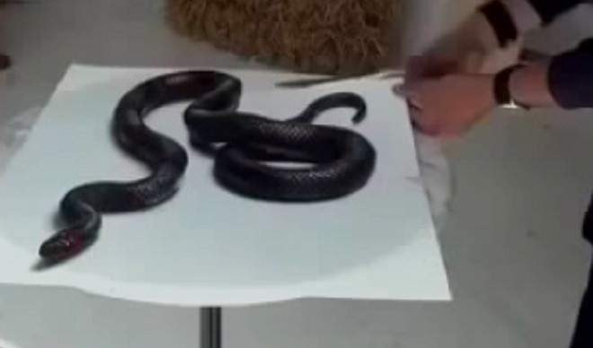 Vẽ rắn 3D: Hãy tới và thưởng thức bức tranh vẽ rắn 3D tuyệt đẹp này, nơi những con rắn trông như đang từ bức tranh bước ra. Bức tranh sẽ khiến bạn cảm thấy như đang sống trong một thế giới ảo đầy kỳ quặc và thú vị.