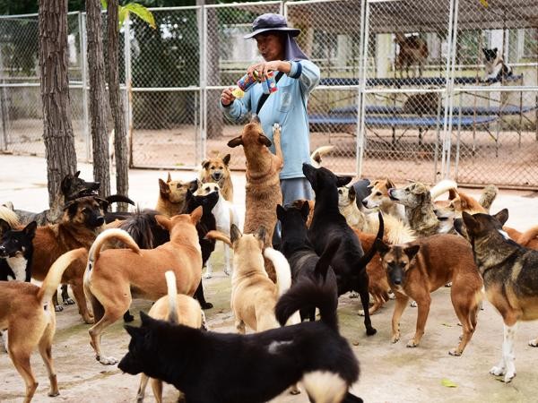 Thiên đường dành cho những chú chó, mèo gặp nạn ở Thái Lan