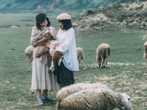 Cuối tuần này, rủ nhau về Nghệ An thăm bầy cừu siêu đáng yêu