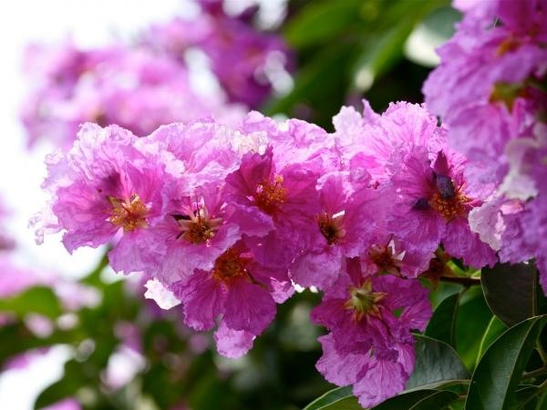 Những mốc thời gian hạnh phúc: Bằng lăng tím nhớ thương thầm lặng