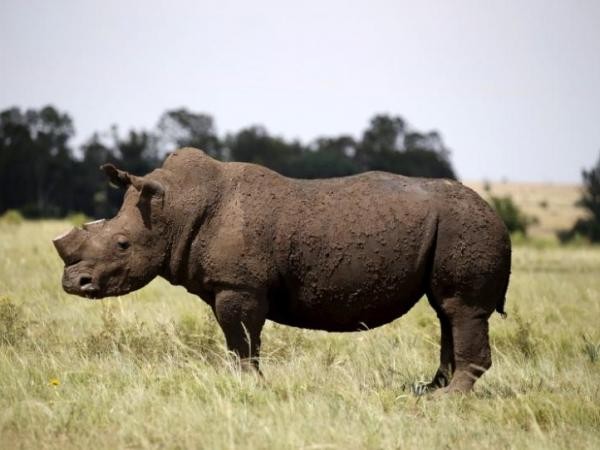 Tin vui: Nạn săn bắn tê giác ở Nam Phi giảm 10% trong năm 2016