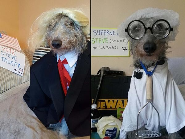 "Phát hờn" về khả năng cosplay thần thánh của chú chó siêu đáng yêu