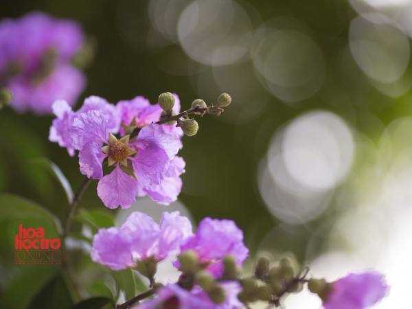 Chùm ảnh: Tháng 5 về, Hà Nội lại mộng mơ đến lạ trong sắc hoa bằng lăng tím