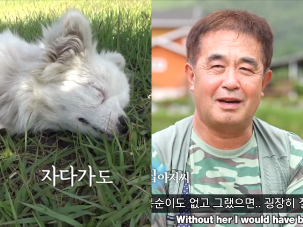 Câu chuyện cảm động giữa chú chó Bong Sun và ông hàng xóm khiến nhiều người rơi nước mắt