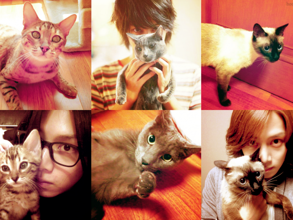 Nhân ngày Quốc tế mèo, cùng điểm danh những bé mèo cưng nổi tiếng nhất của sao K-Pop