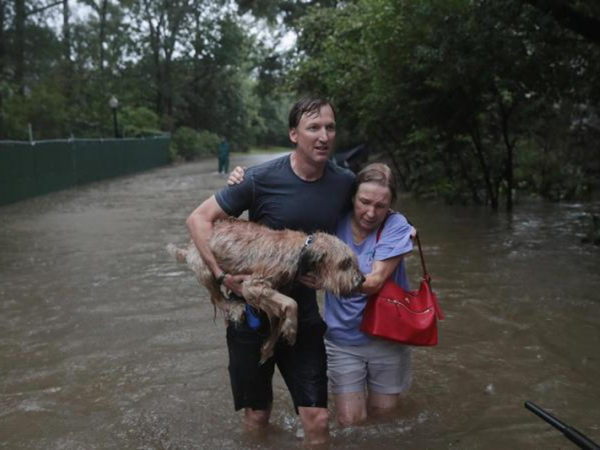 Siêu bão Harvey: Ấn tượng hình ảnh chó, mèo được cứu ra khỏi vùng lũ