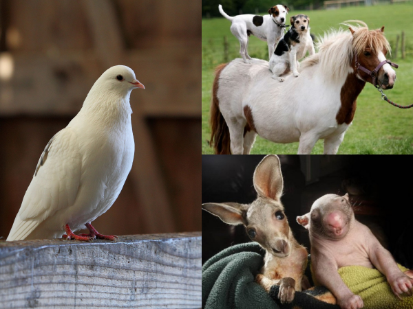 Thế giới động vật luôn tồn tại những tình bạn khác loài đáng yêu thế này đây!
