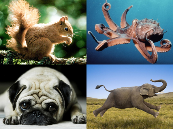 Bạn có biết trong thế giới động vật, loài vật nào thông minh nhất không?