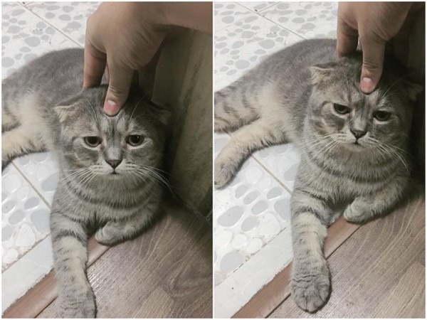 Cộng đồng mạng phát sốt với chú mèo vừa béo lại vừa... hay cau có