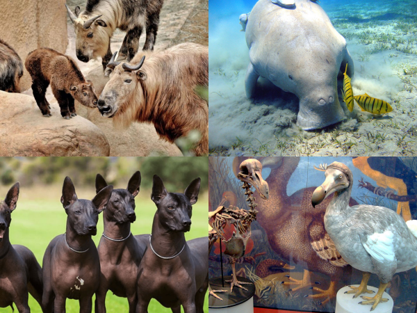 Khám phá những loài vật biểu tượng đặc trưng của các quốc gia trên thế giới