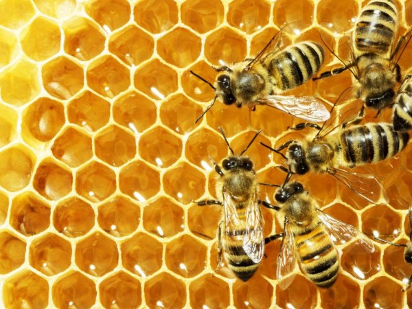 Bạn đã biết những "bí mật" cực hay ho này về loài ong chưa?