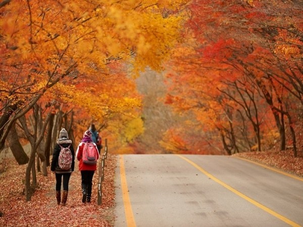 Hà Nội sắp có con đường phong lá đỏ đẹp lãng mạn như Hàn Quốc