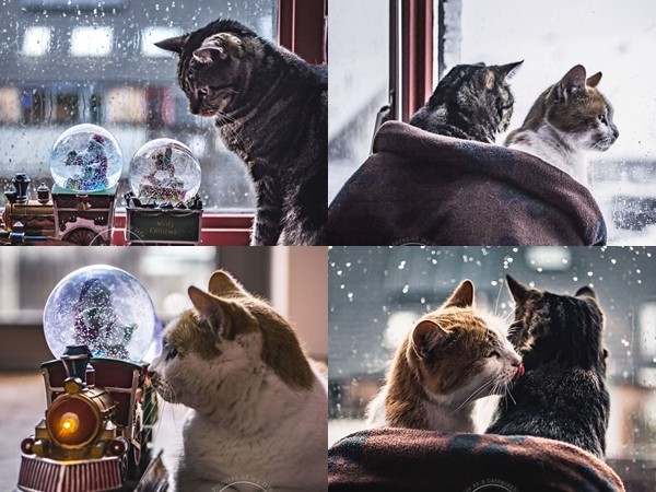 Ngắm chùm ảnh siêu dễ thương trong mùa Đông lạnh giá của chú mèo xinh xắn