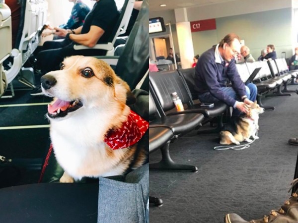 Cư dân mạng cảm động khi thấy một chú chó cố an ủi người lạ ở sân bay