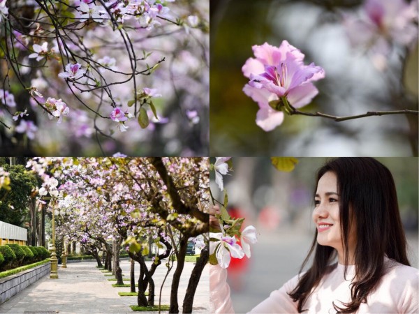 Tháng 3, Hà Nội đẹp ngỡ ngàng màu tím hoa ban